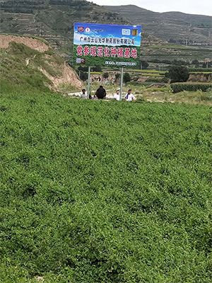 中药材规范化种植示范基地