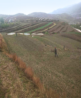 陇南柴胡标准化种植试验田