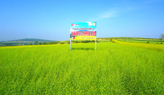 柴胡规范化种植基地