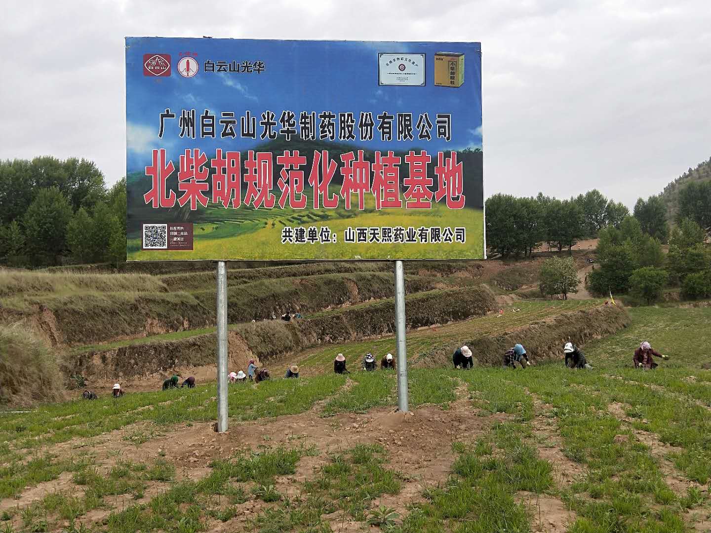 白云山小柴胡为中药材产业精准扶贫对症下“药”